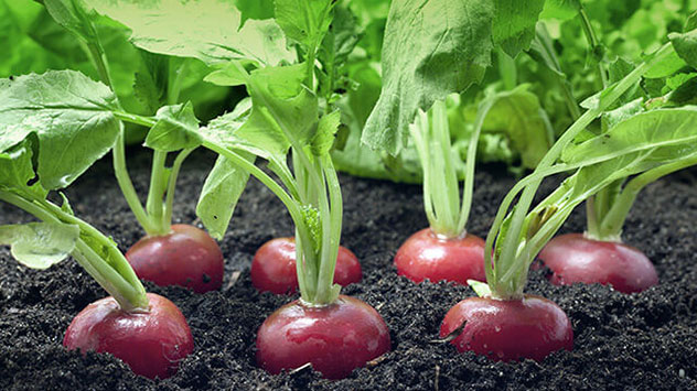 Im Sommer können schnellwachsende Gemüsesorten gesät werden. Dazu zählen unter anderem Radieschen, Rettich und Fenchel.