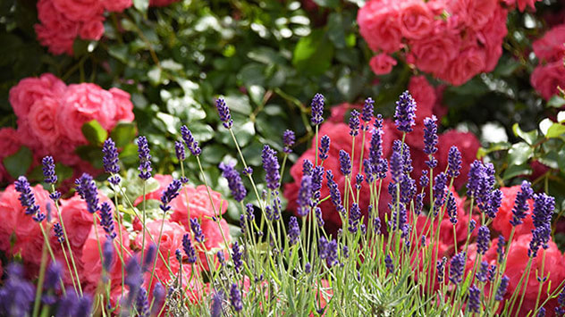 Kaum gepflanzt muss man Blumen oder Gemüse vor Schädlingen schützen. Im Handel gibt es viele umweltschonende Mittel. 
