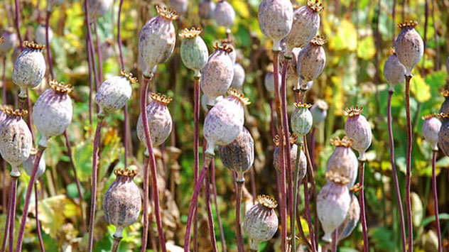 Wenn Ihre Blumenbeete so groß sind, dass Sie Verblühtes stehen lassen können, sollten Sie die Bildung von Samen abwarten. 