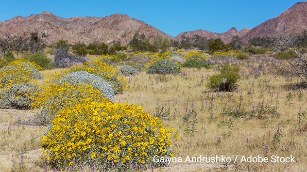 En estos momentos hay una gran cantidad de flores silvestres en el Valle de la Muerte.
