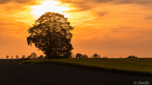 Goldenes Licht in Meißen