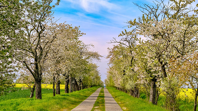 Obstblüte im Jerichower Land