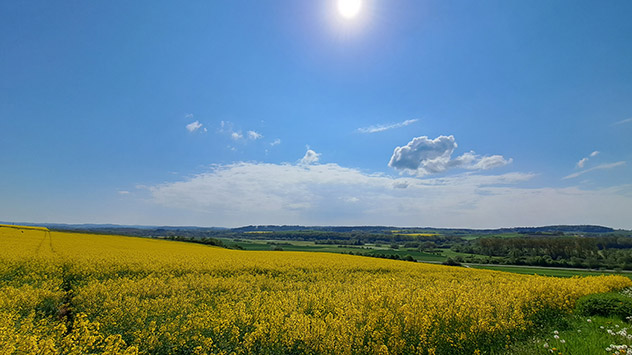 Bei Frankenberg ist der Himmel fast blau, der sonnengelbe Raps leuchtet in der Landschaft.