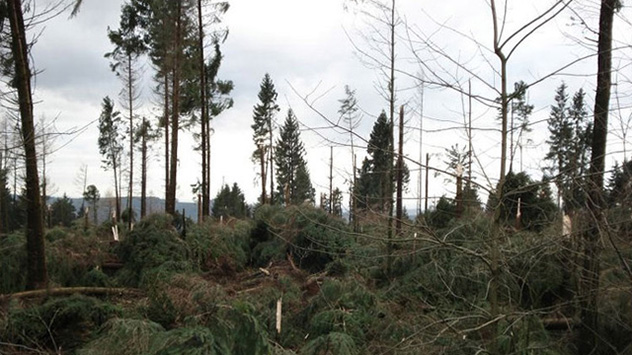 Auch dort entwurzelte oder umgeknickte Bäume so weit das Auge reicht.