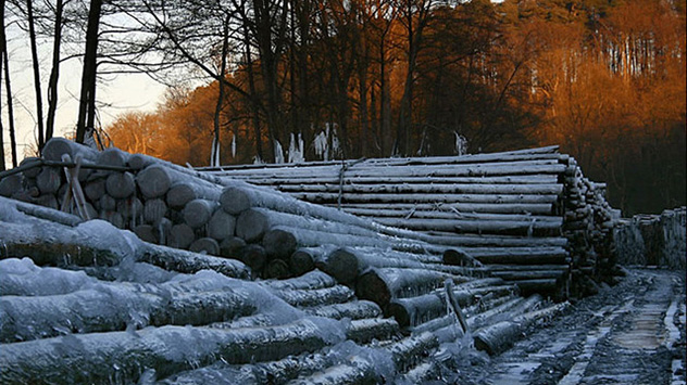 Ein knappes Jahr nach dem Sturm sind die Holzlager noch voll von KYRILLS Wurfholz.