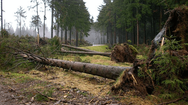 Bäume deren Stämme nicht abgebrochen sind wurden einfach entwurzelt