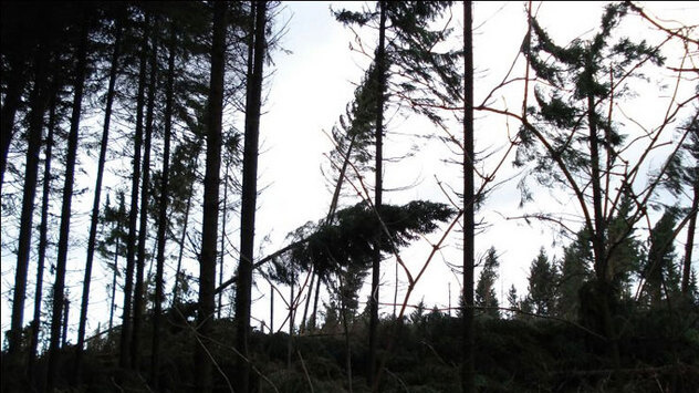 Jahrestag von Orkan Kyrill