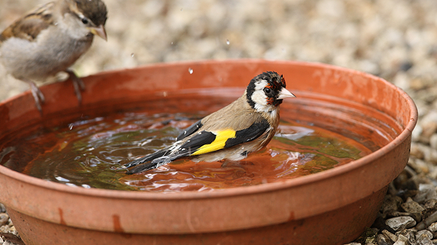 Spatz und Stieglitz nutzen das Wasser zum Trinken und ausgiebigem Bad.
