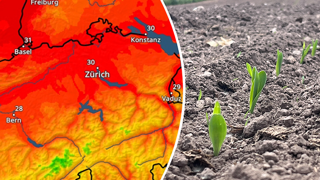 Splitbild: Links eine Wetterkarte von der Schweiz mit Temperaturen - rechts ein trockener Acker