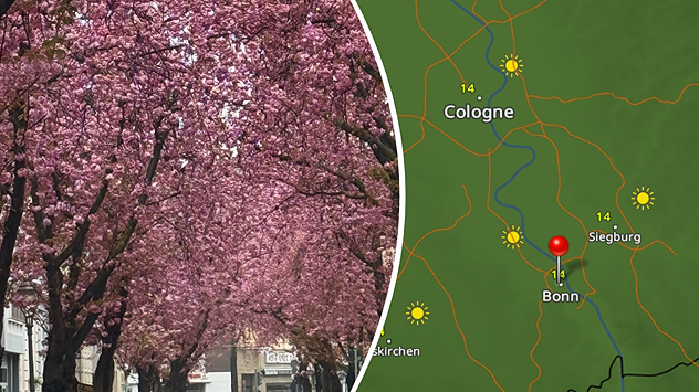 Pink-blossoming cherry trees lining a street next to the weather radar, with sunshine and temperatures around 19 degrees near Bonn.