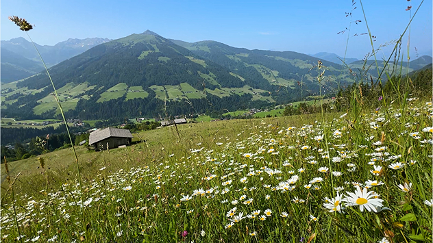 Bergwiesen im Alpbachtal