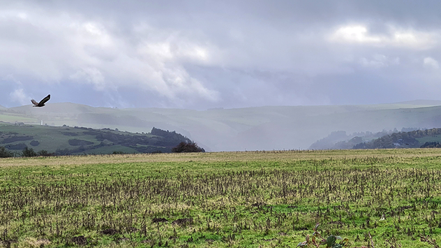 Open grassy field with a lone bird gliding over it, mist and rolling green hills fading into cloud-covered distance.