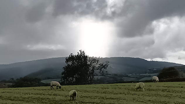 Sheep grazing in a green field with dark hills behind and a bright beam of sunlight breaking through thick grey clouds.