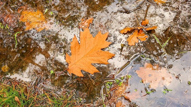 Feuilles en automne