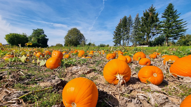 © Gunther Appich Die Kürbisse wachsen  in Gründau im Main-Kinzig-Kreis.