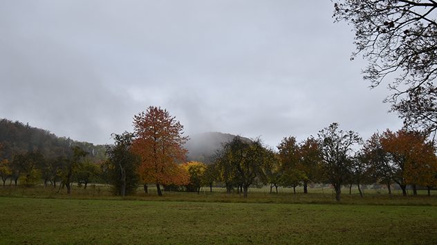 Neblige Herbstlandschaft mit bunten Bäumen auf einer Wiese. (c) Siegfried Spitzenberg