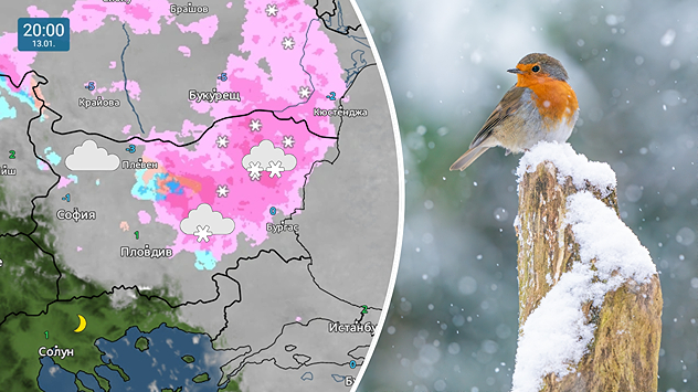 Отляво метеокартата показва снеговалежи над източна България Отдясно виждаме снимка на птичка която е кацнала на дърво покрито със сняг