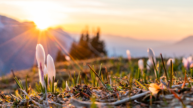 Das Bild zeigt einen Sonnenuntergang in den Bergen. Im Vordergrund sind spriessende Pflanzen.