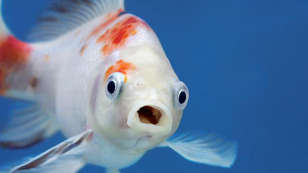 Nærbillede af guldfisk med åbent mund i klart vand i akvarie.