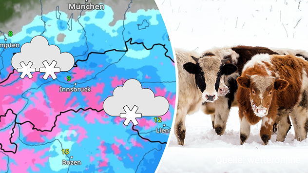 Splitbild: Wetterkarte für Österreich mit Regen und Schnee in den Alpen. Rechts: Kühe im Schnee