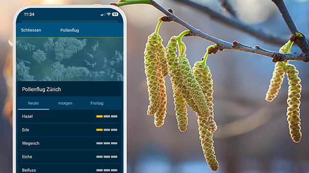 Haselkätzchen an einem Zweig mit beginnendem Blütenstand. Links eine grafische Übersicht zum Pollenflug in Zürich. Symbol für den Start der Haselpollensaison.