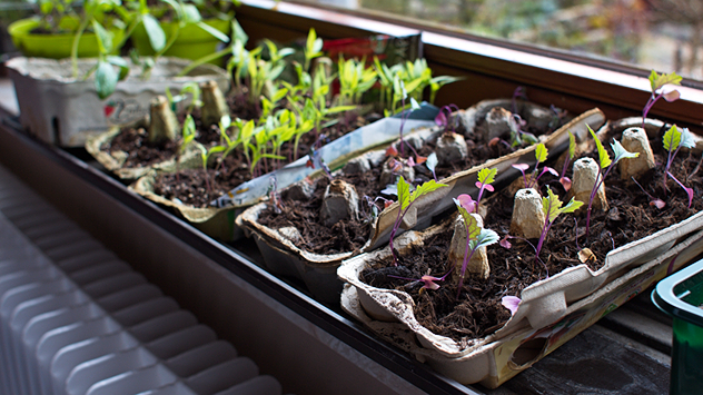 Bioanzucht in Eierkartons auf der Fensterbank.