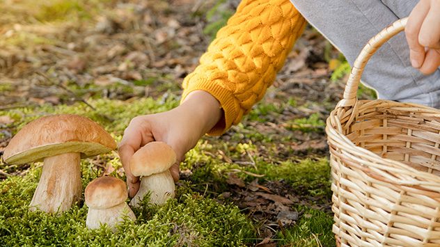 Person mit Korb sammelt Steinpilze im Wald, greift nach einem Pilz auf moosigem Boden â herbstliche Stimmung beim Pilzesammeln. (c) Forest Scarlett / Shutterstock.com