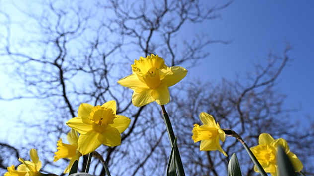 Gelbe Osterglocken blühen vor blauem Himmel, im Hintergrund kahle Äste von Bäumen im Frühling.