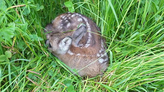 Rehkitz in dichtem Gras