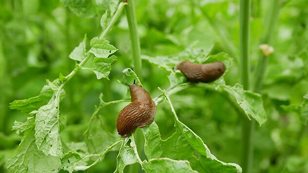 Schnecken auf einer Pflanze (c) Tomas Vynikal/Shutterstock.com