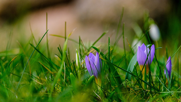 Krokusse sprießen aus Boden