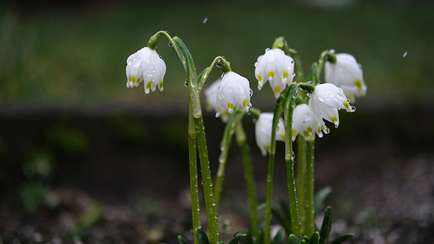 Märzenbecher im Regen 