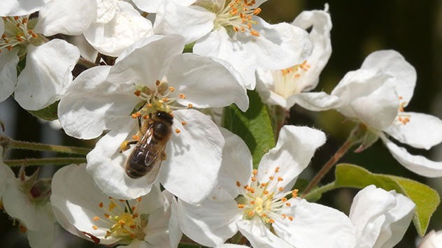Biene bei der Futtersuche an einer Apfelbaumblüte