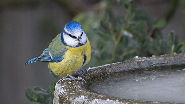 Eine Blaumeise auf dem Rand einer Vogeltränke.