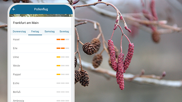 Handybildschirm mit Pollenflug-Prognose für Frankfurt. Liste mit Pollenarten und farbigen Belastungsanzeigen. Dahinter ein Zweig mit rosafarbenen Haselkätzchen.