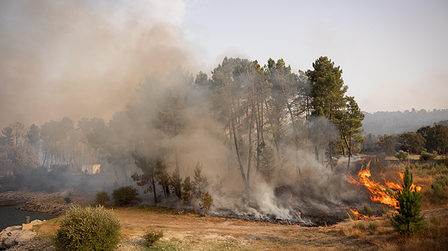 Een bosbrand woedt aan de rand van een naaldbosgebied. Vlammen en dichte rook stijgen op tussen de bomen. Op de voorgrond ligt verbrand gras en struikgewas, op de achtergrond hangt rook boven het landschap.
