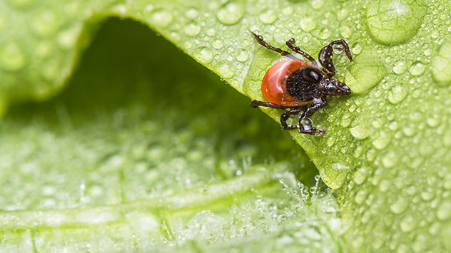 Feuchtwarme Witterung: Nach dem Regen kommen die Zecken