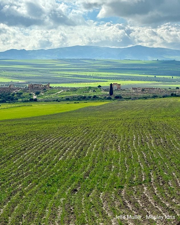 Поля з рядами рослин, а за ними — руїни та гори під хмарним небом.