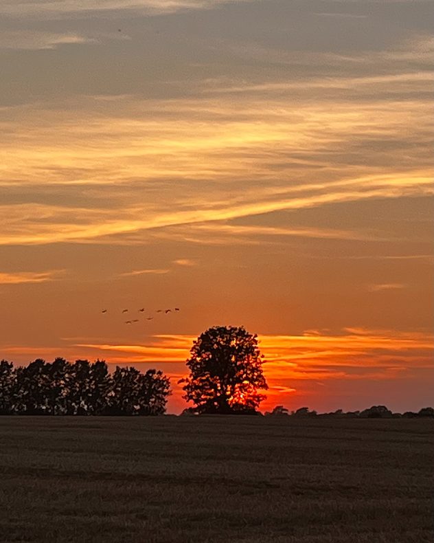 Golden-orange sunset over open farmland with silhouetted trees on the horizon, streaked high clouds glowing in the evening sky, and a small flock of birds flying across the fading light.