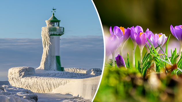 Vereister Leuchtturm im Winter neben blühenden Krokussen im Frühling. Kontrast zwischen frostiger Kälte und warmer Blütenpracht.