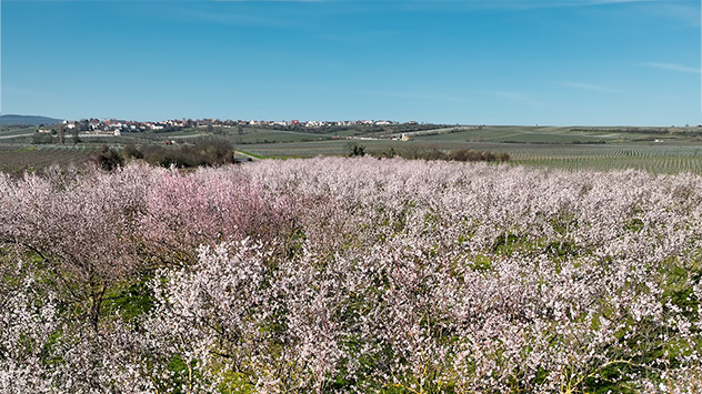 Pfälzer Mandelblüte