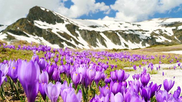 Цъфнали минзухари в планината