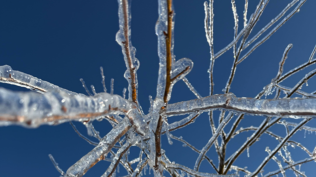 Close-up of branches completely frozen over by freezing rain.
