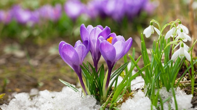 перші квіти