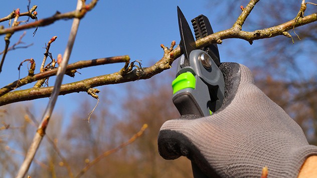 Der Zweig eines Baumes wird geschnitten Der Zweig eines Baumes wird geschnitten