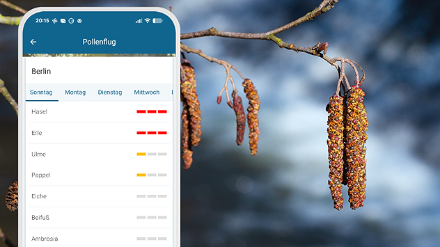 Blühende Erlenkätzchen an einem Zweig neben einem Smartphone. Auf dem Display ist eine Pollenflug-App mit hoher Erlenbelastung zu sehen. Symbolbild für starke Erlenpollen in der Luft.