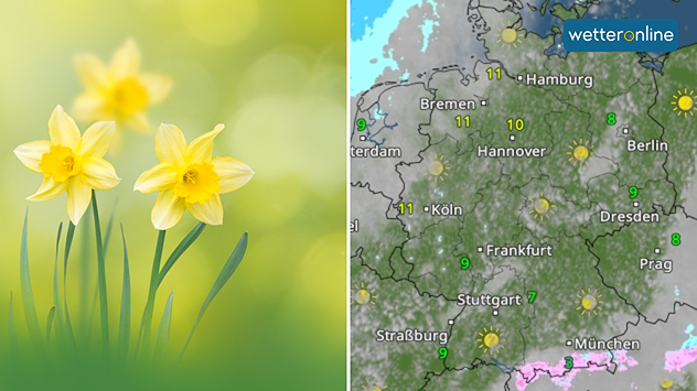 Narzissen vor grünem Hintergrund und sonnige Wetterkarte für Deutschland.