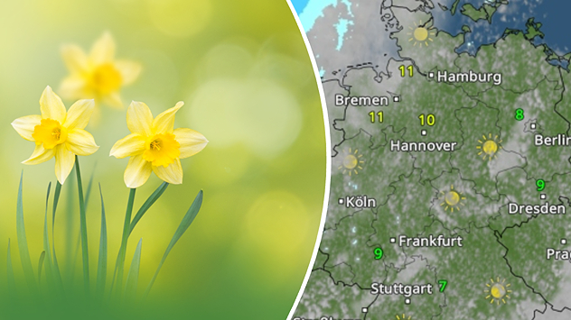 Narzissen vor grünem Hintergrund und sonnige Wetterkarte für Deutschland.
