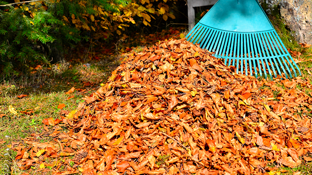 Ein großer Haufen buntes Herbstlaub liegt auf dem Rasen unter herbstlich gefärbten Bäumen. Daneben steht ein grüner Laubrechen – Symbol für Gartenarbeit im Herbst.