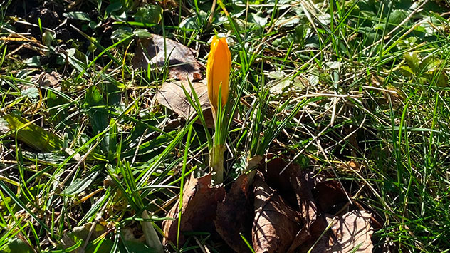 Zum Start in den Februar ist es bereits sehr mild. Das Vegetationswachstum ist schon weit fortgeschritten. 